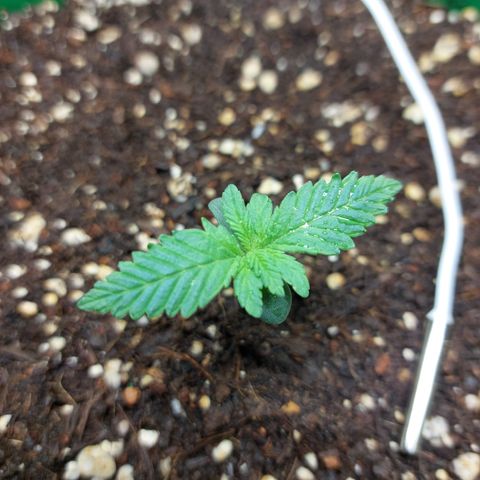 Sasha growlog photo: Hoy se cambió de indoor para hacerle una dedicación más completa y personalizada. Están saliendo nuevos brotes pero sigue pequeña.