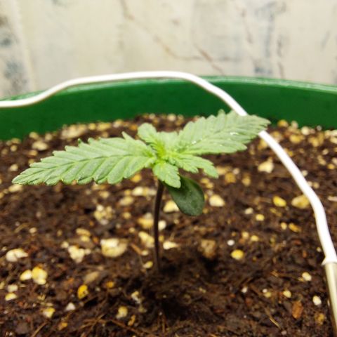 Sasha growlog photo: Hoy se cambió de indoor para hacerle una dedicación más completa y personalizada. Están saliendo nuevos brotes pero sigue pequeña.