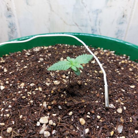 Sasha growlog photo: Hoy se cambió de indoor para hacerle una dedicación más completa y personalizada. Están saliendo nuevos brotes pero sigue pequeña.