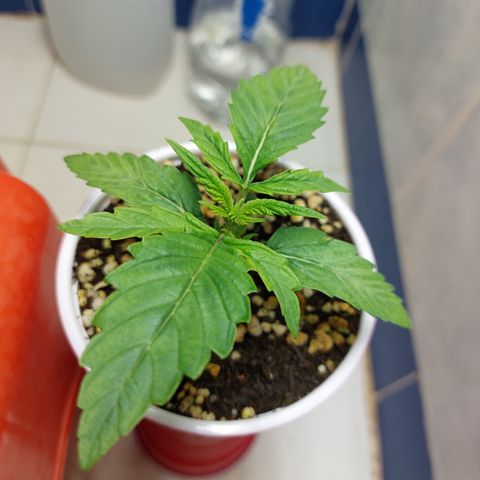 Victoria growlog timeline photo