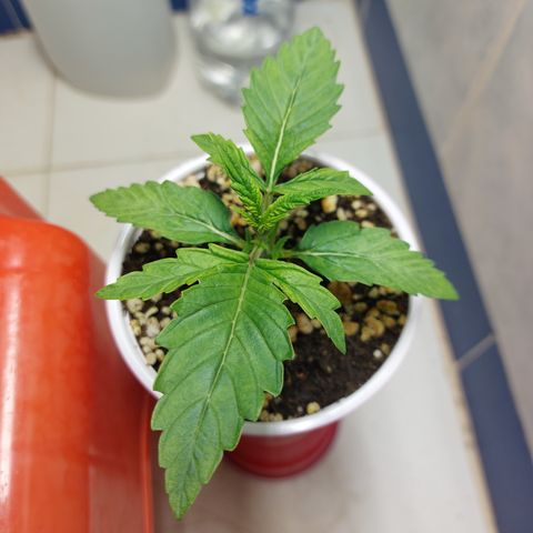 Victoria growlog photo: Creciendo de manera rápida y preciosa. 