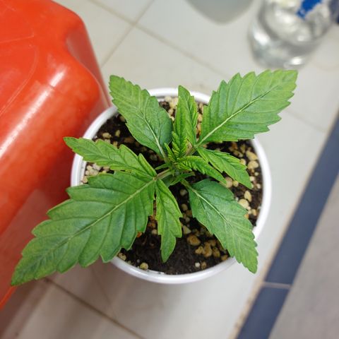 Victoria growlog photo: Creciendo de manera rápida y preciosa. 