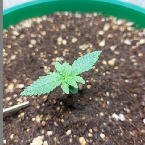 Sasha growlog photo: En desarrollo pero pequeña.