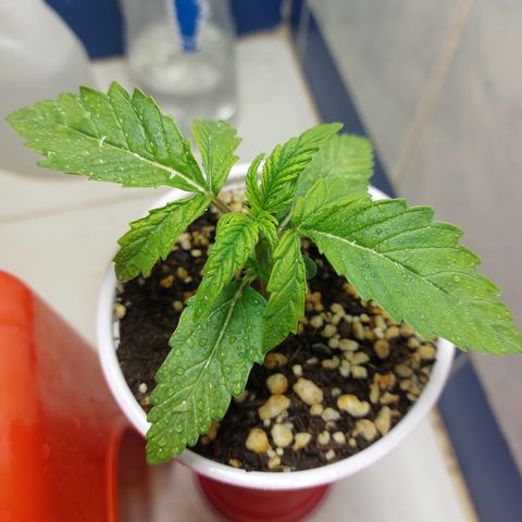 Victoria growlog timeline photo