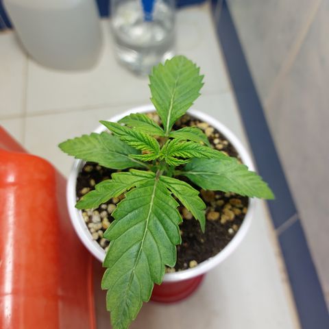 Victoria growlog timeline photo