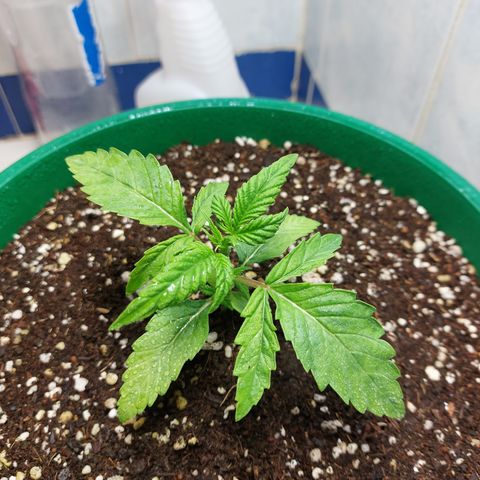 Victoria growlog photo: Aun recuperándose del estrés. Pero ya se le pueden ver brotes nuevos arriba.