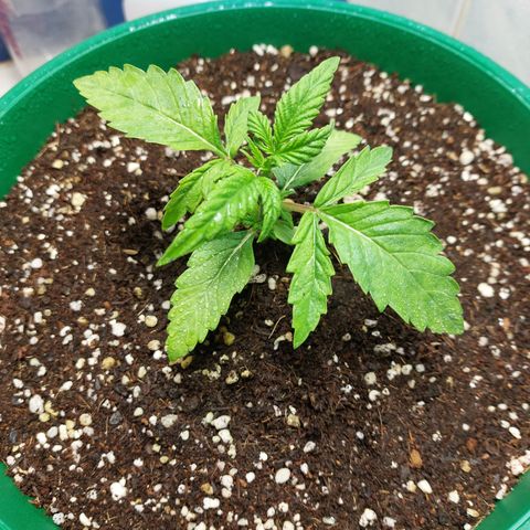 Victoria growlog photo: Aun recuperándose del estrés. Pero ya se le pueden ver brotes nuevos arriba.