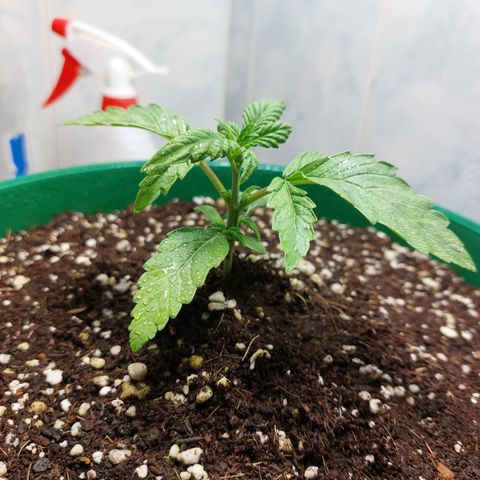 Victoria growlog photo: Aun recuperándose del estrés. Pero ya se le pueden ver brotes nuevos arriba.