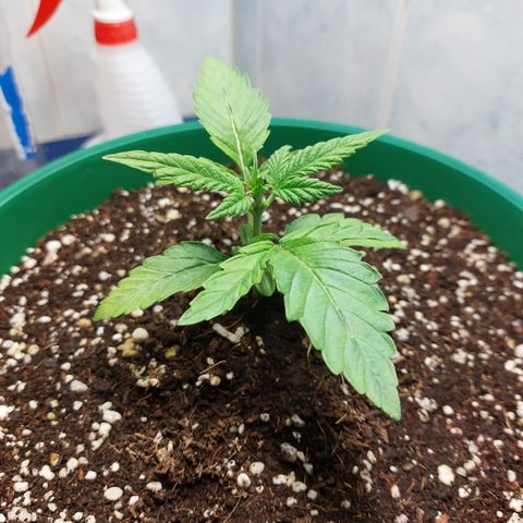 Victoria growlog photo: Se le instaló un Fan 8" para tener mejor circulación de Aire. Ya se ve más recuperada.