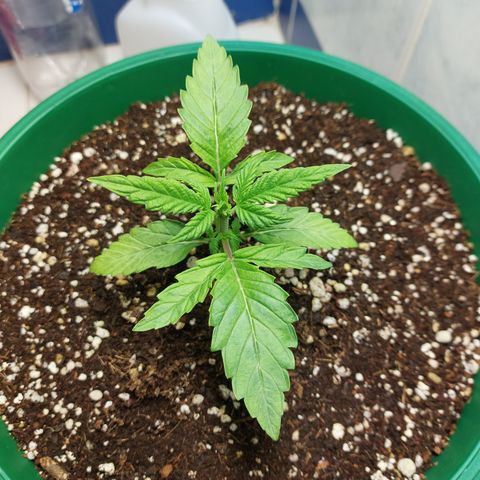 Victoria growlog photo: Se le instaló un Fan 8" para tener mejor circulación de Aire. Ya se ve más recuperada.