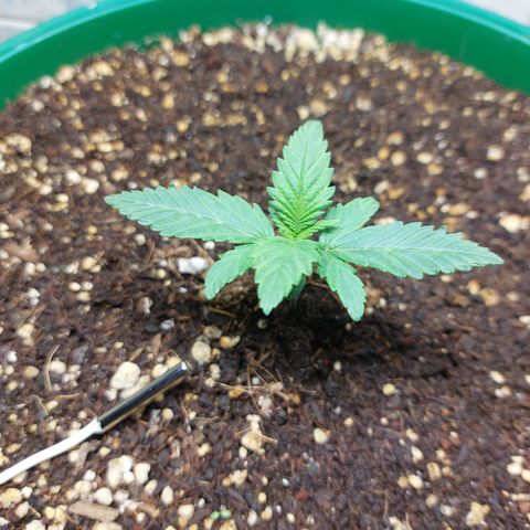 Sasha growlog photo: Aun no se ven cambios :(