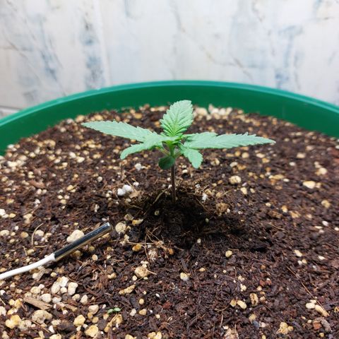 Sasha growlog photo: Aun no se ven cambios :(