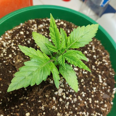 Victoria growlog photo: Ya recuperada totalmente del estrés :)  ahora a crecer se ha dicho
