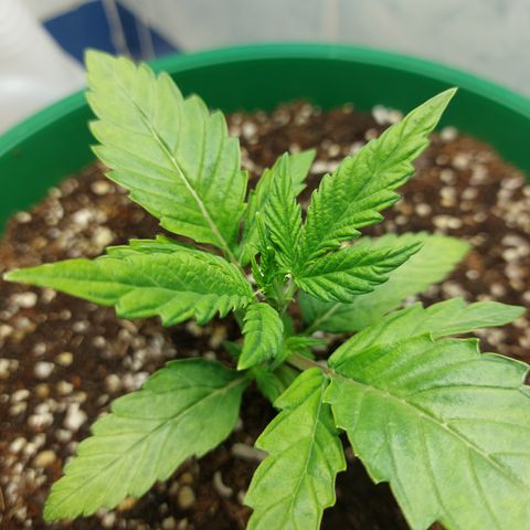 Victoria growlog photo: Ya recuperada totalmente del estrés :)  ahora a crecer se ha dicho