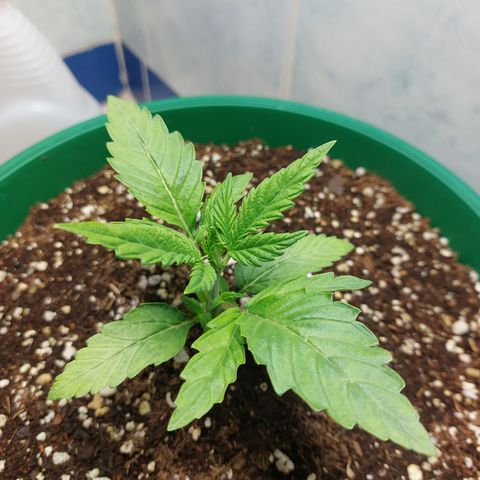 Victoria growlog photo: Ya recuperada totalmente del estrés :)  ahora a crecer se ha dicho