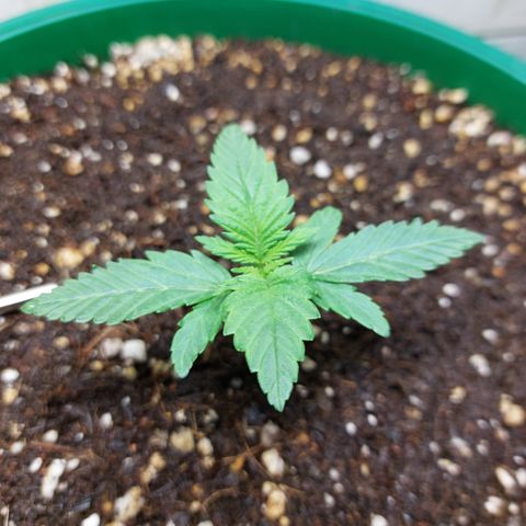 Sasha growlog photo: Aun me parece que esta creciendo de manera lenta y extraña. Seguiremos esperando.!!