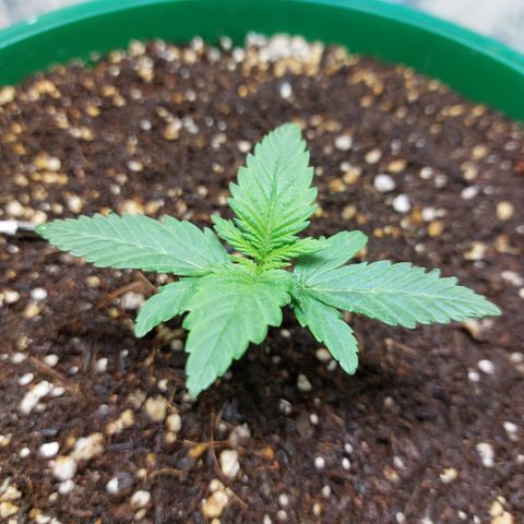 Sasha growlog photo: Aun me parece que esta creciendo de manera lenta y extraña. Seguiremos esperando.!!