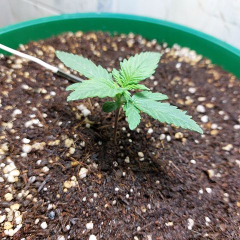 Sasha growlog photo: Aun me parece que esta creciendo de manera lenta y extraña. Seguiremos esperando.!!