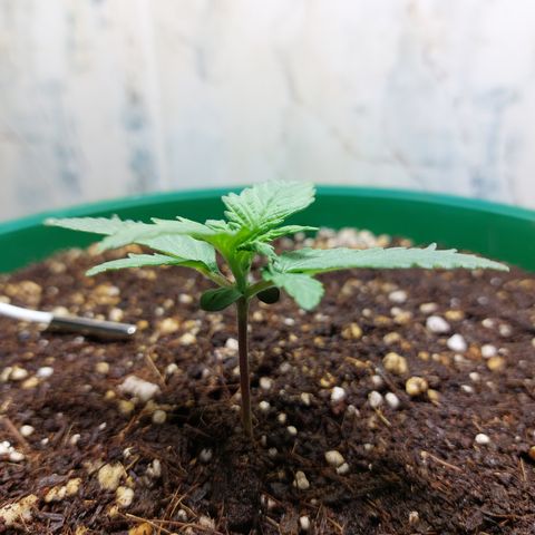 Sasha growlog photo: Aun me parece que esta creciendo de manera lenta y extraña. Seguiremos esperando.!!
