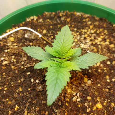 Sasha growlog timeline photo