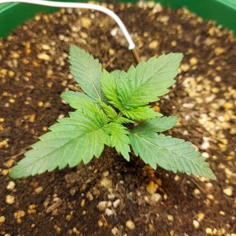 Sasha growlog timeline photo