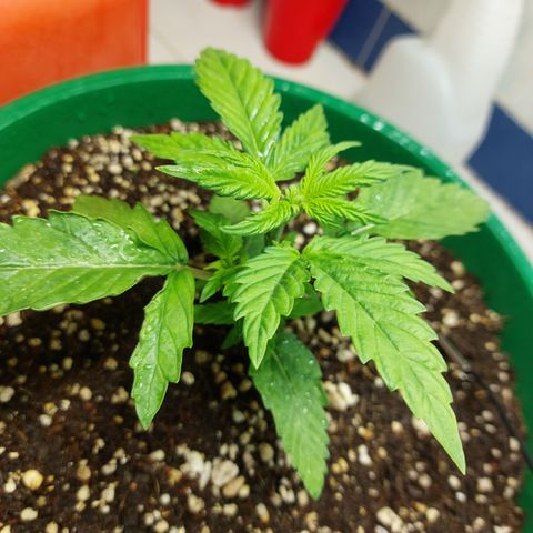 Victoria growlog photo: Que mejor último día del año que ver a esta preciosa niña.
