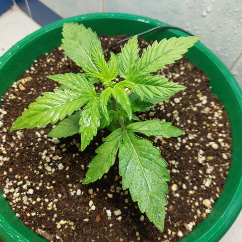 Victoria growlog photo: Que mejor último día del año que ver a esta preciosa niña.