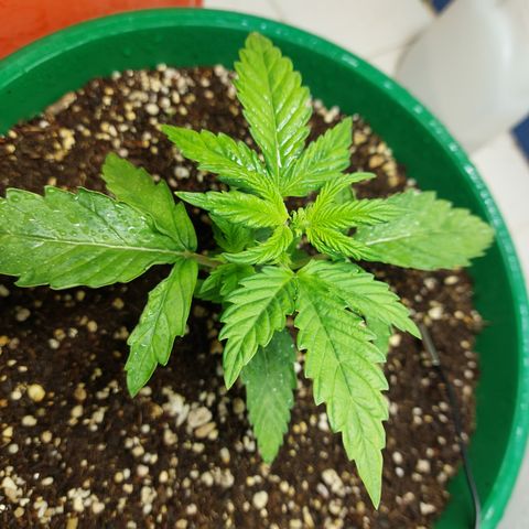 Victoria growlog photo: Que mejor último día del año que ver a esta preciosa niña.