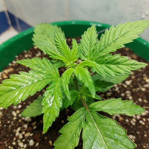 Victoria growlog photo: Que mejor último día del año que ver a esta preciosa niña.