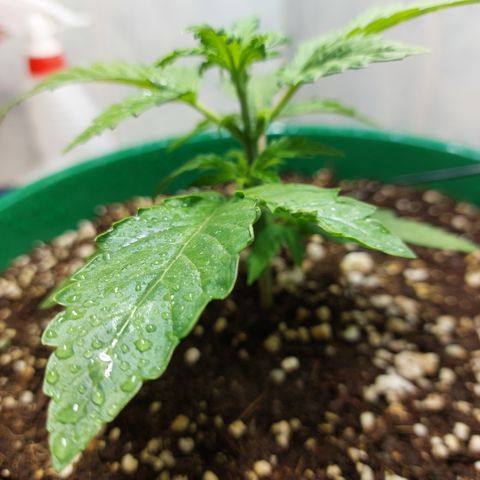 Victoria growlog photo: Que mejor último día del año que ver a esta preciosa niña.