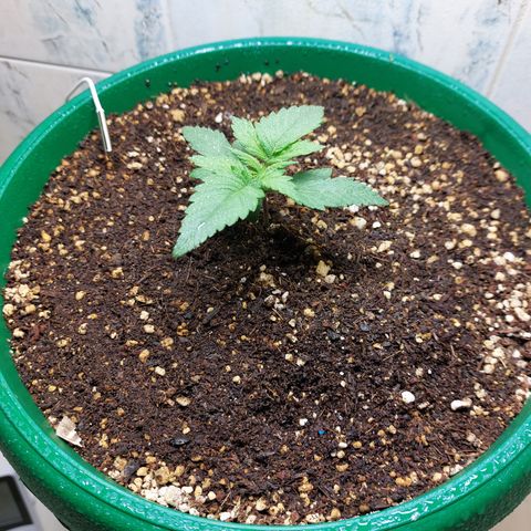 Sasha growlog photo: Empezando a notarse algunos cambios. Pero sigue lenta.