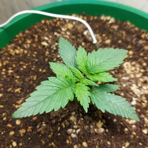 Sasha growlog photo: Empezando a notarse algunos cambios. Pero sigue lenta.