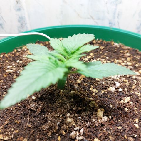 Sasha growlog photo: Empezando a notarse algunos cambios. Pero sigue lenta.