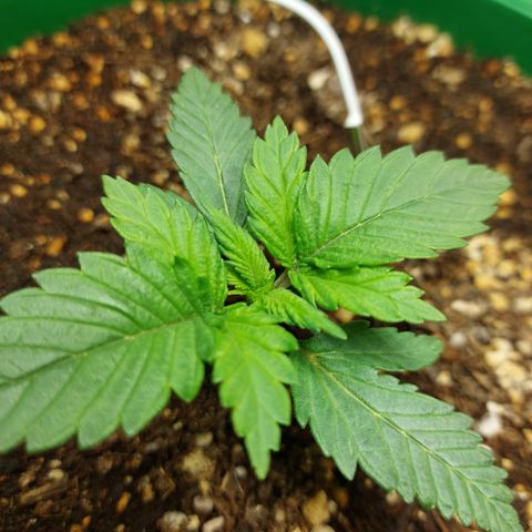 Sasha growlog photo: Empezando a notarse algunos cambios. Pero sigue lenta.