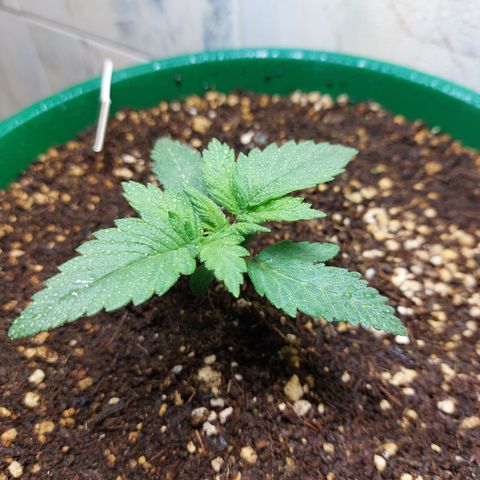 Sasha growlog photo: Empezando a notarse algunos cambios. Pero sigue lenta.