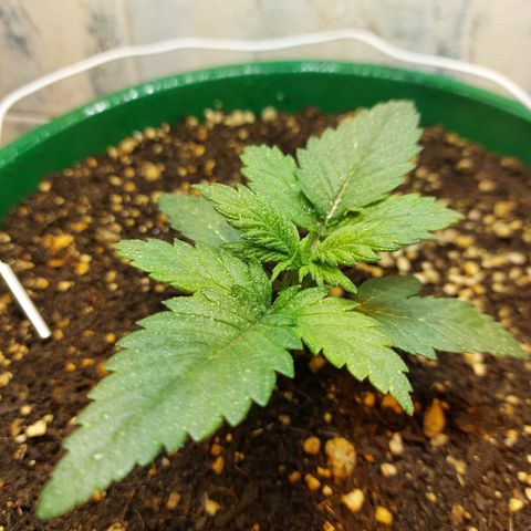 Sasha growlog timeline photo