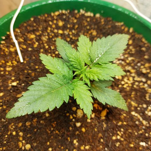 Sasha growlog timeline photo