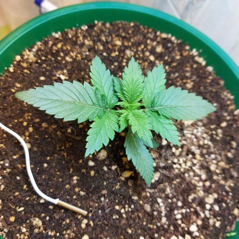 Sasha growlog timeline photo