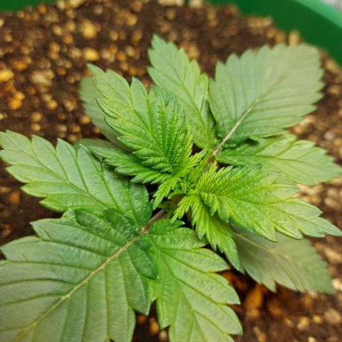 Sasha growlog timeline photo