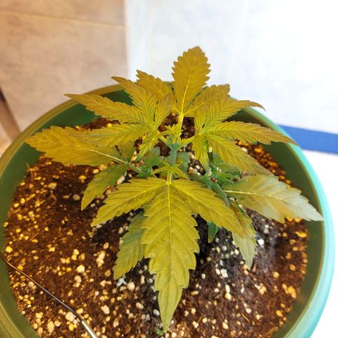 Victoria growlog timeline photo