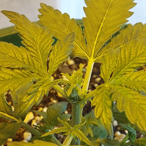 Victoria growlog timeline photo