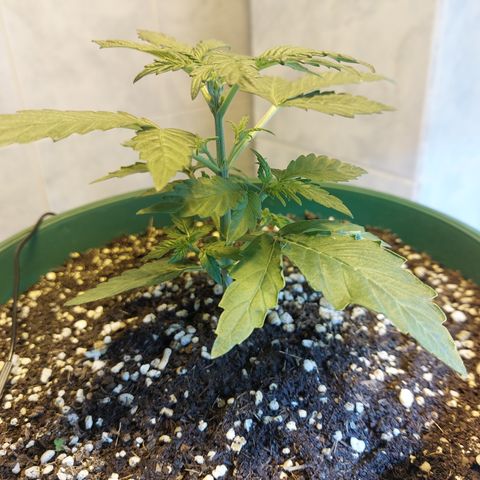 Victoria growlog timeline photo