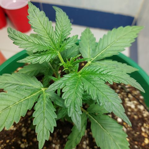 Victoria growlog photo: Hermosa :) 