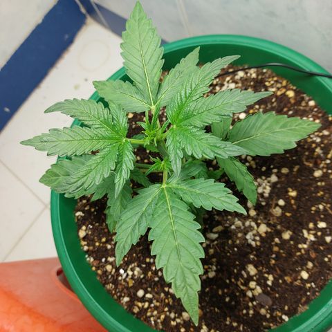 Victoria growlog photo: Hermosa :) 