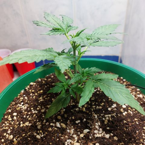 Victoria growlog photo: Hermosa :) 