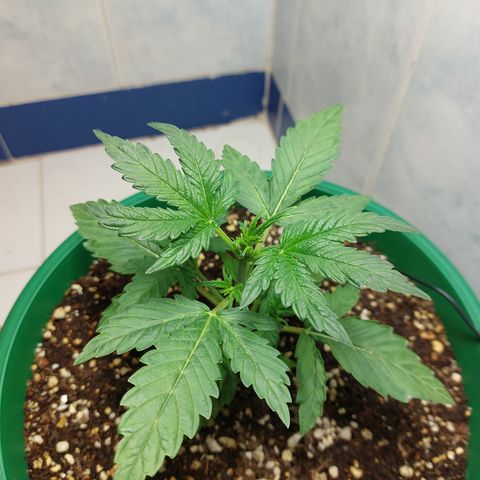 Victoria growlog photo: Hermosa :) 