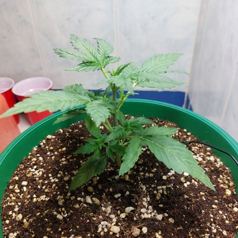 Victoria growlog photo: Hermosa :) 
