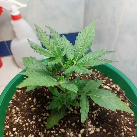 Victoria growlog photo: La niña está super contenta y activa. 