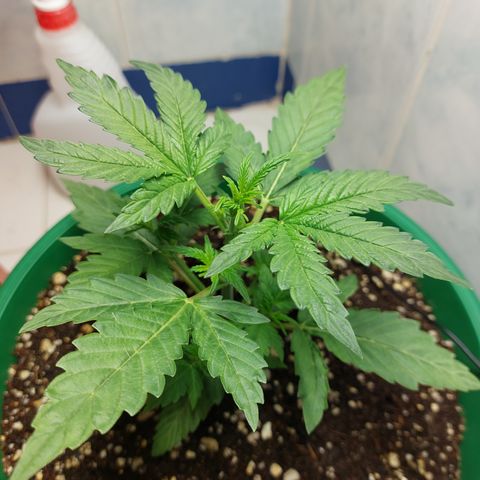 Victoria growlog photo: Brotes por todas partes. Pero no ha crecido más en altura.