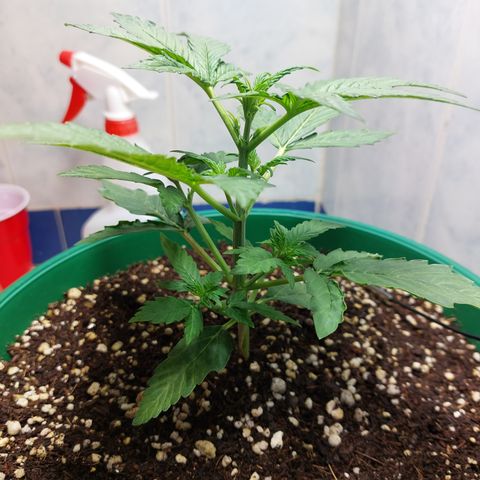 Victoria growlog photo: Brotes por todas partes. Pero no ha crecido más en altura.